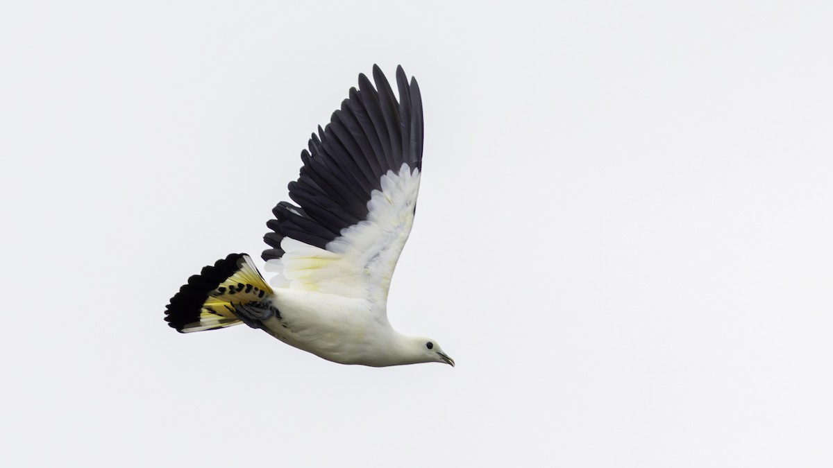 Torresian Imperial-Pigeon - ML621472390