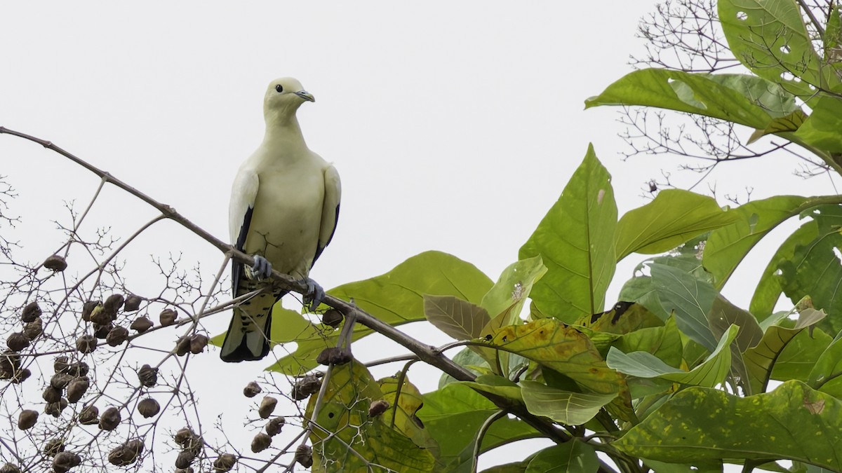 Torresian Imperial-Pigeon - ML621472391