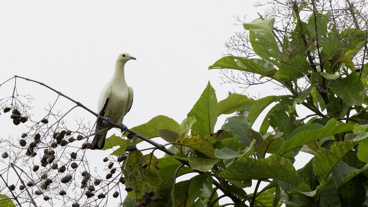 Torresian Imperial-Pigeon - ML621472392