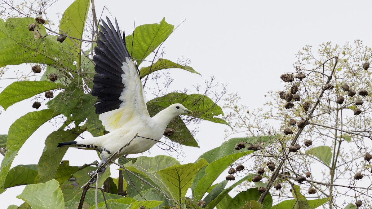 Torresian Imperial-Pigeon - ML621472393