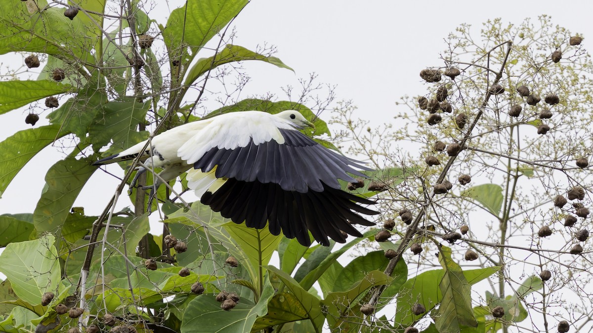 Torresian Imperial-Pigeon - ML621472394