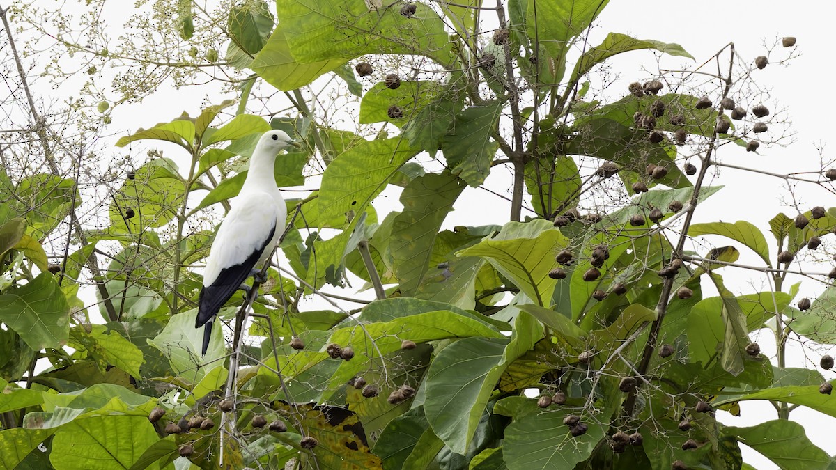 Torresian Imperial-Pigeon - ML621472395