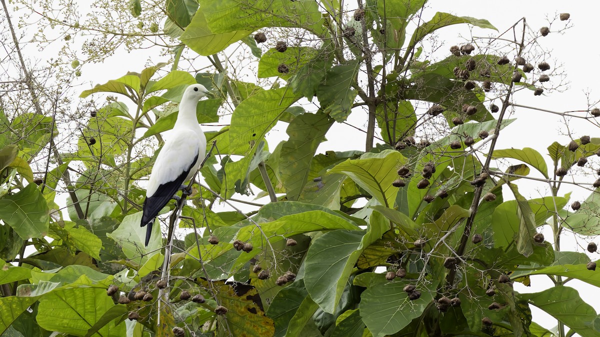 Torresian Imperial-Pigeon - ML621472396