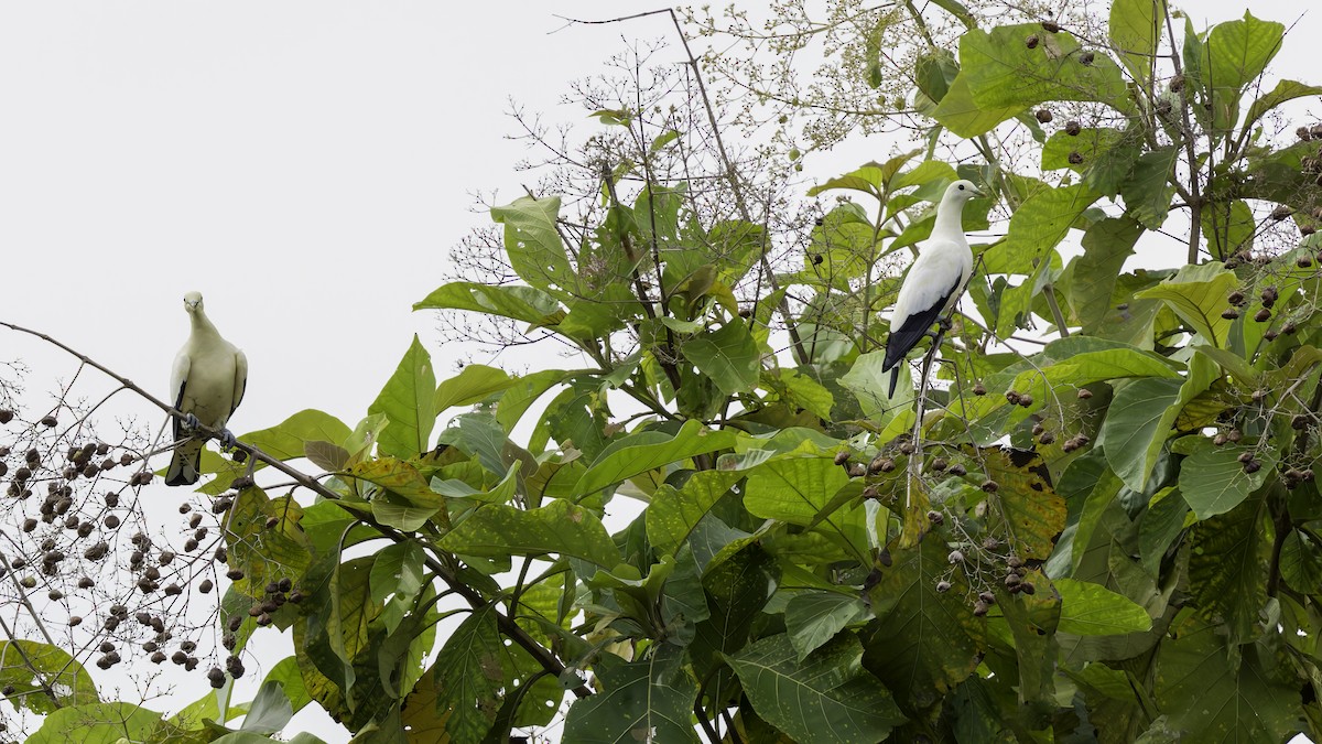 Torresian Imperial-Pigeon - ML621472398