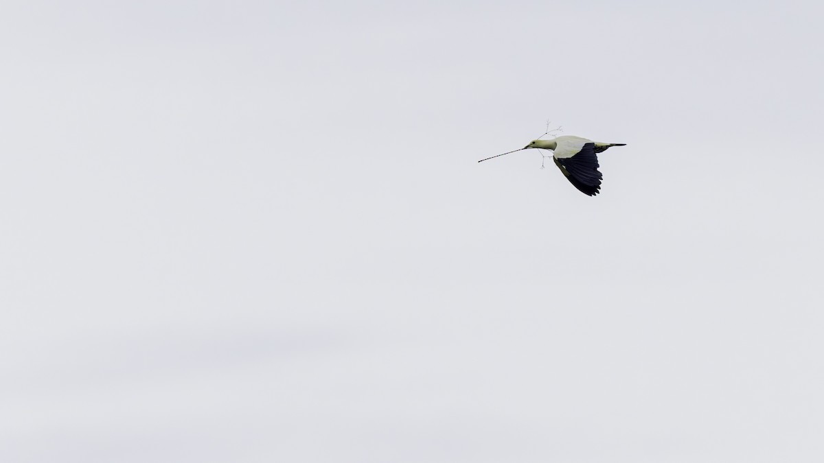 Torresian Imperial-Pigeon - Robert Tizard