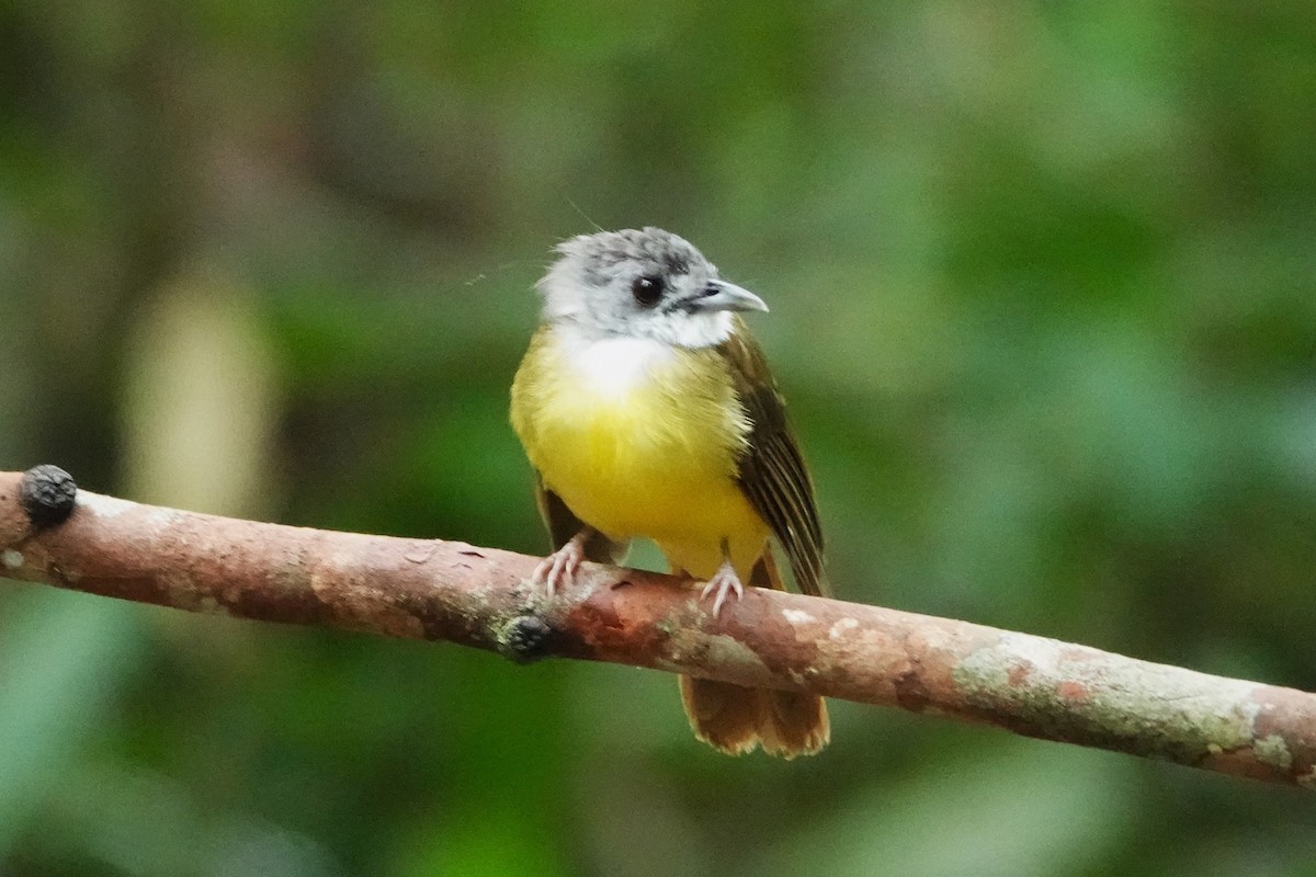 Yellow-bellied Bulbul - ML621472539