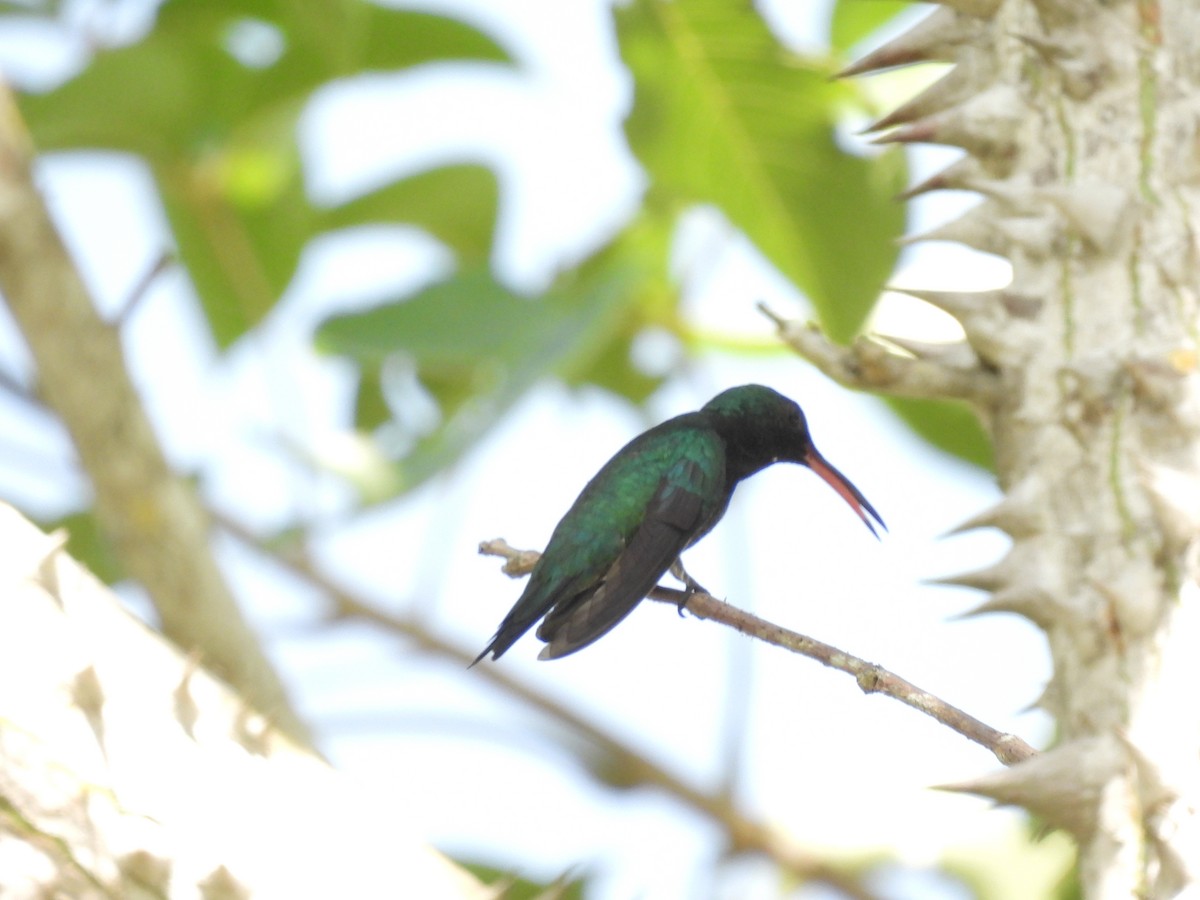 Shining-green Hummingbird - ML621472572