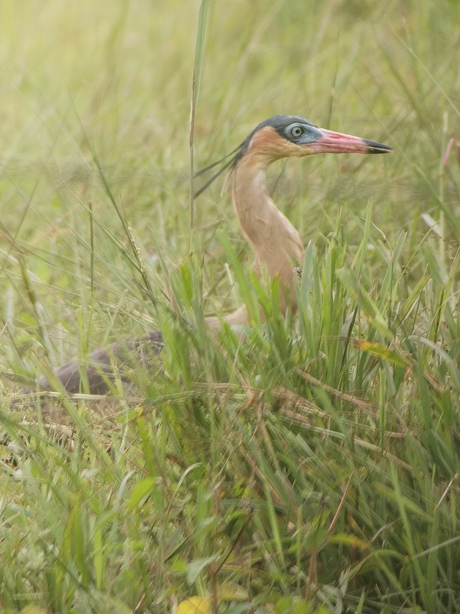 Whistling Heron - ML621472631