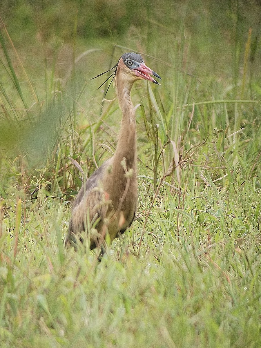 Whistling Heron - ML621472658