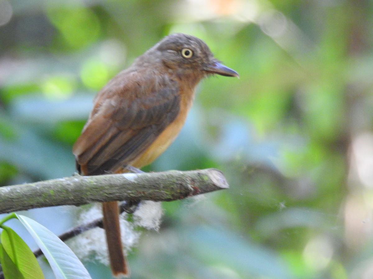 Dull-capped Attila - Francisco Javier Alonso Acero  (Hotel Malokamazonas)