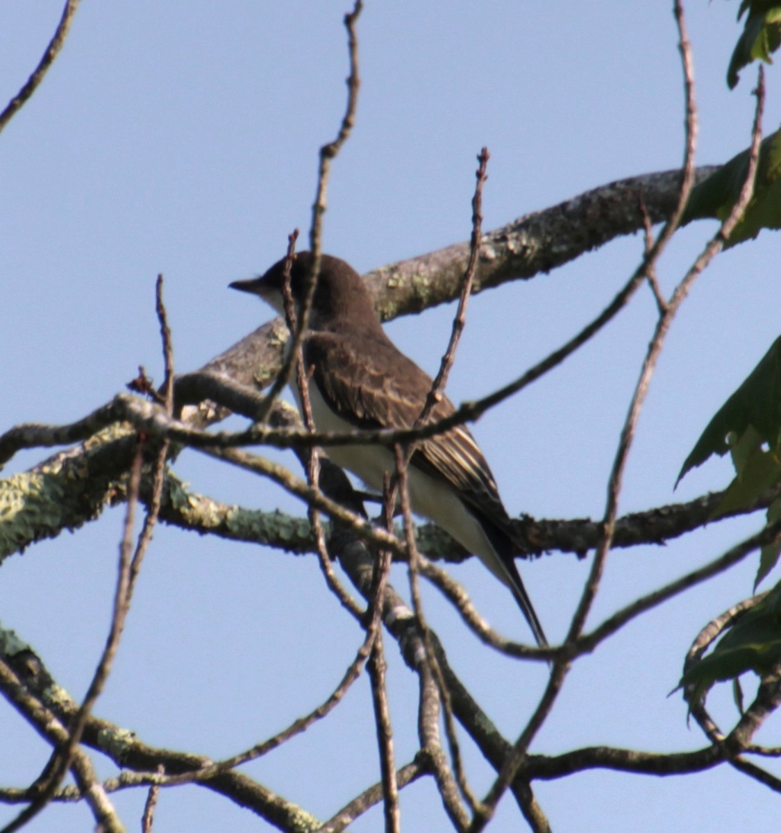 Eastern Kingbird - Samuel Harris