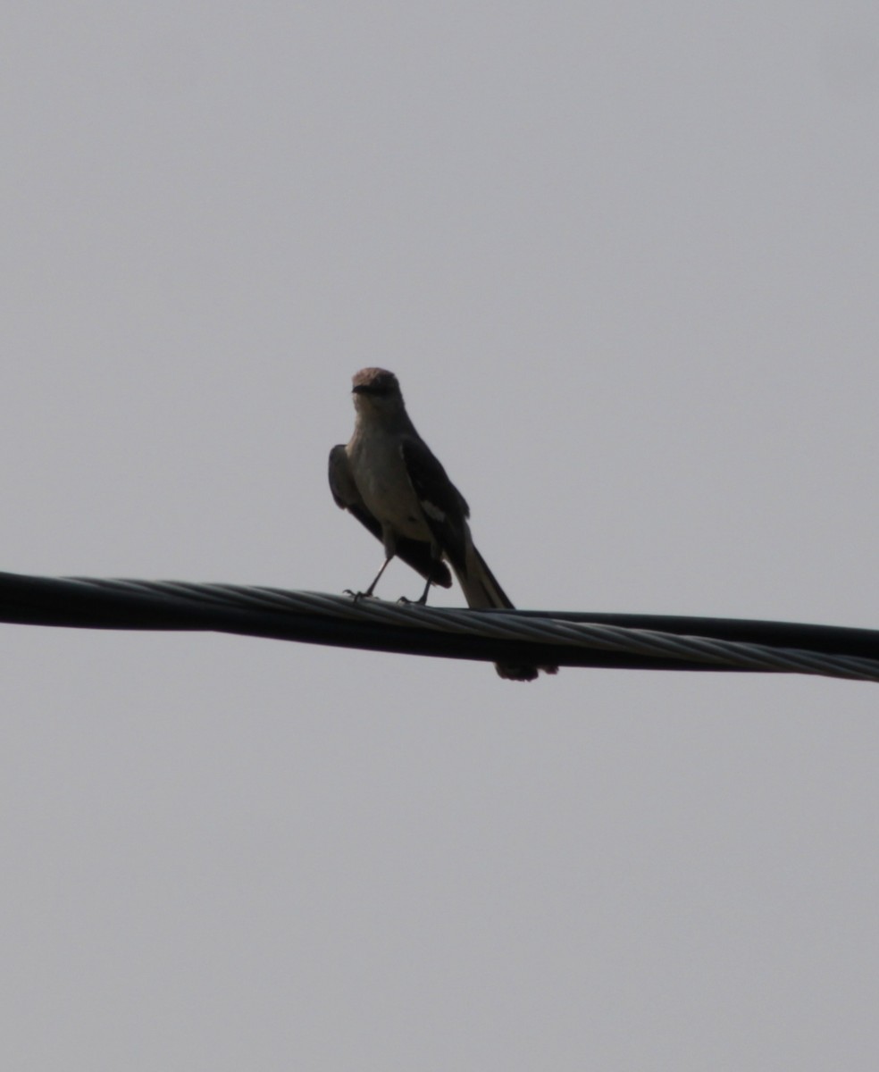 Northern Mockingbird - ML621472889