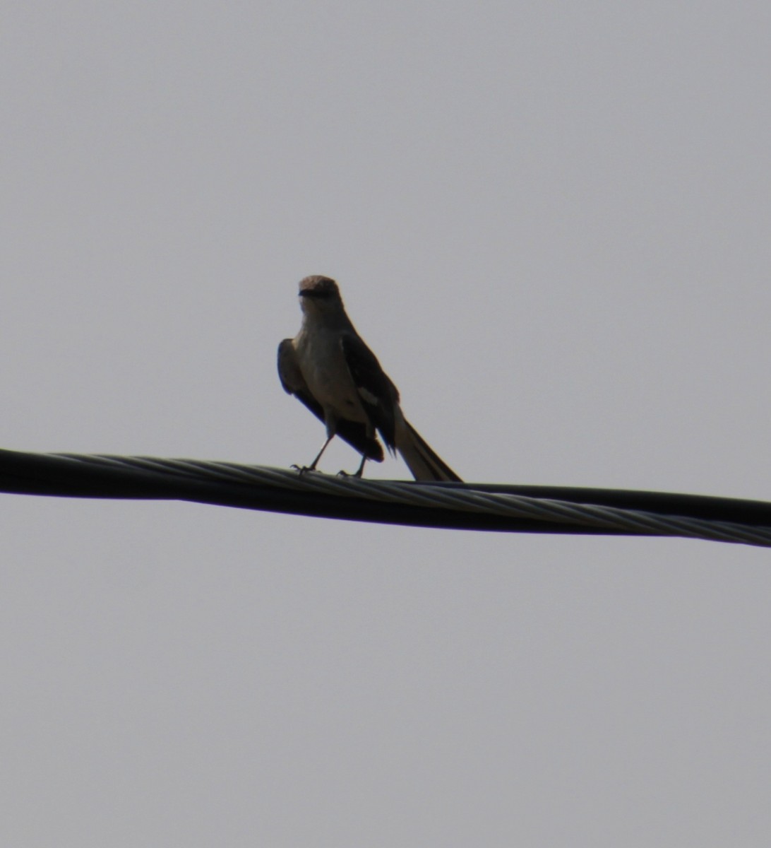 Northern Mockingbird - ML621472890