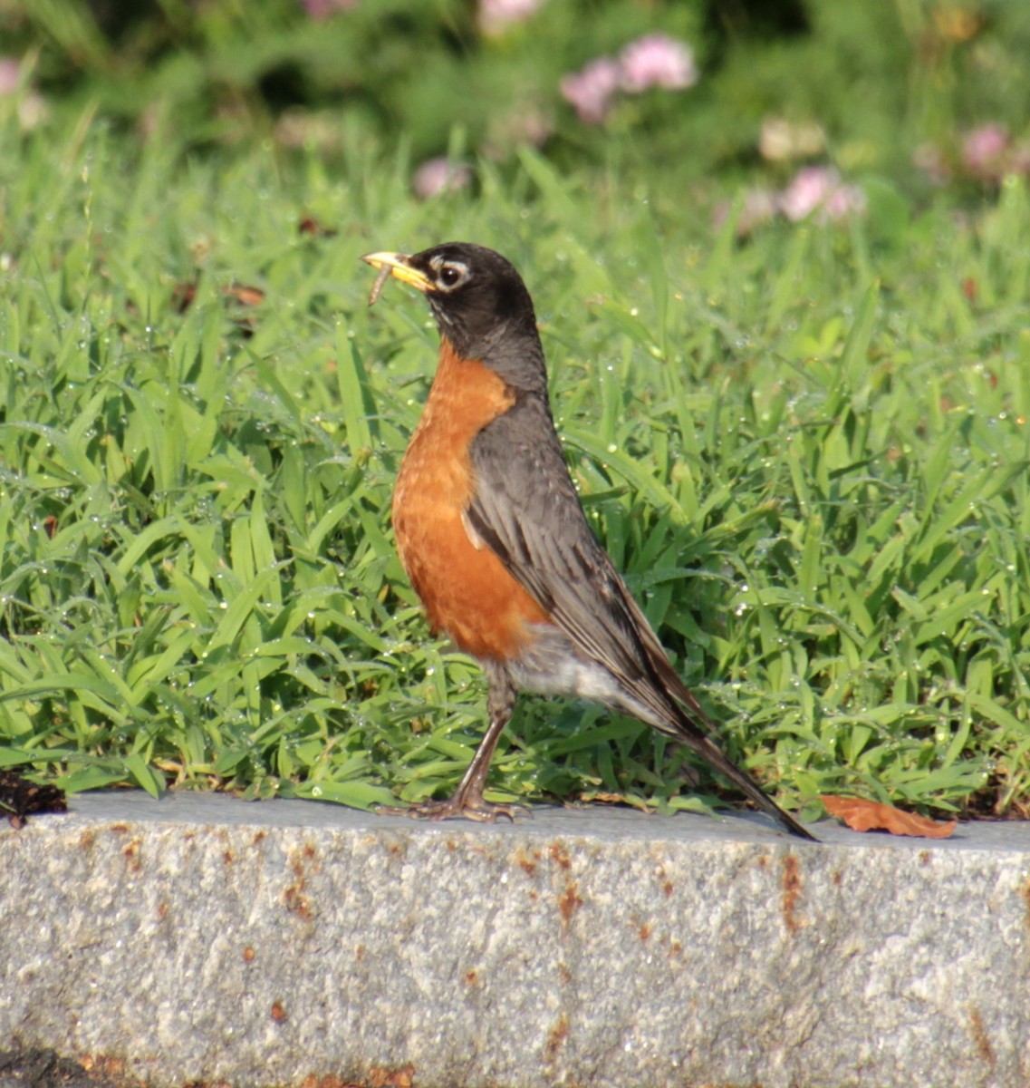 American Robin - ML621472907