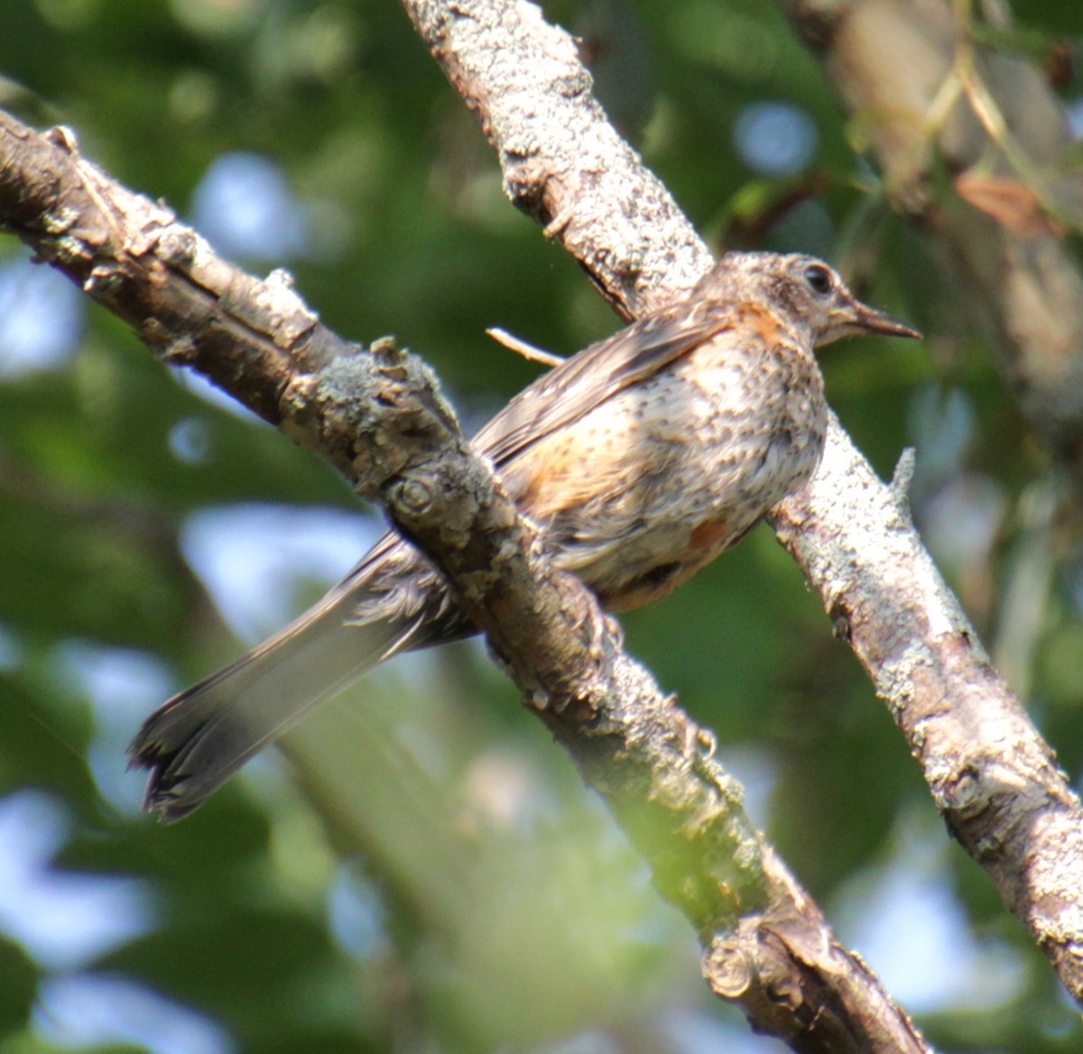 American Robin - ML621472908