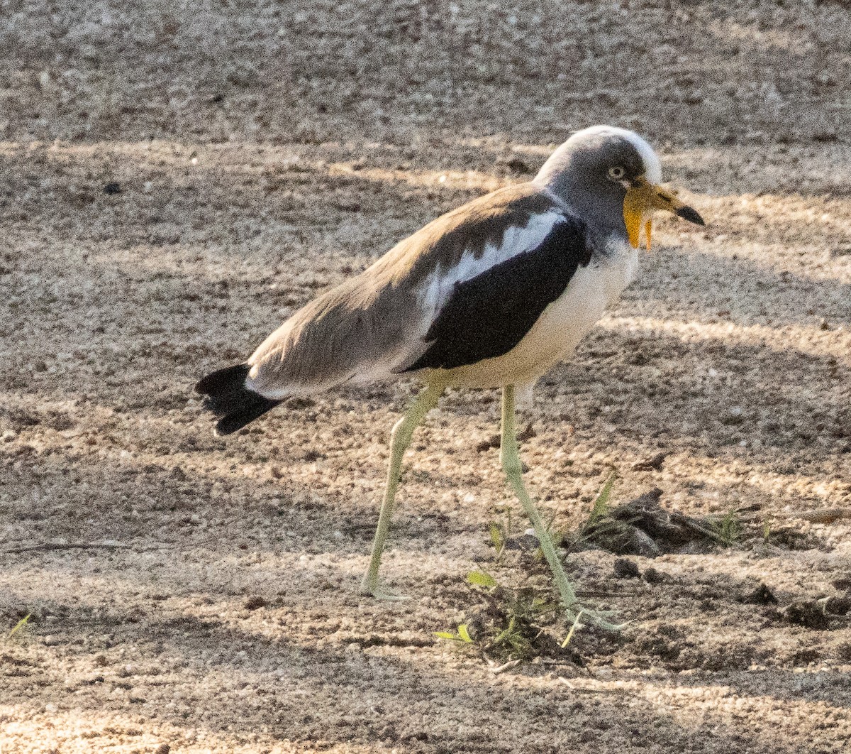 White-crowned Lapwing - ML621472992