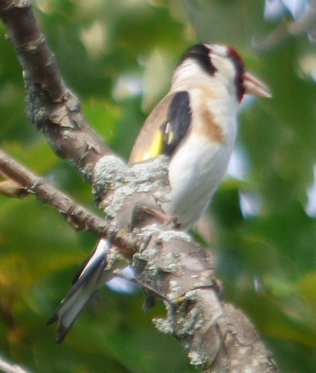 European Goldfinch - ML621473027