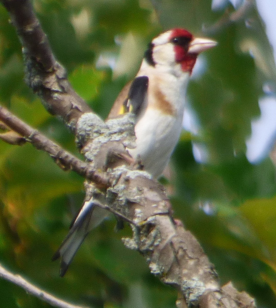 European Goldfinch - ML621473028