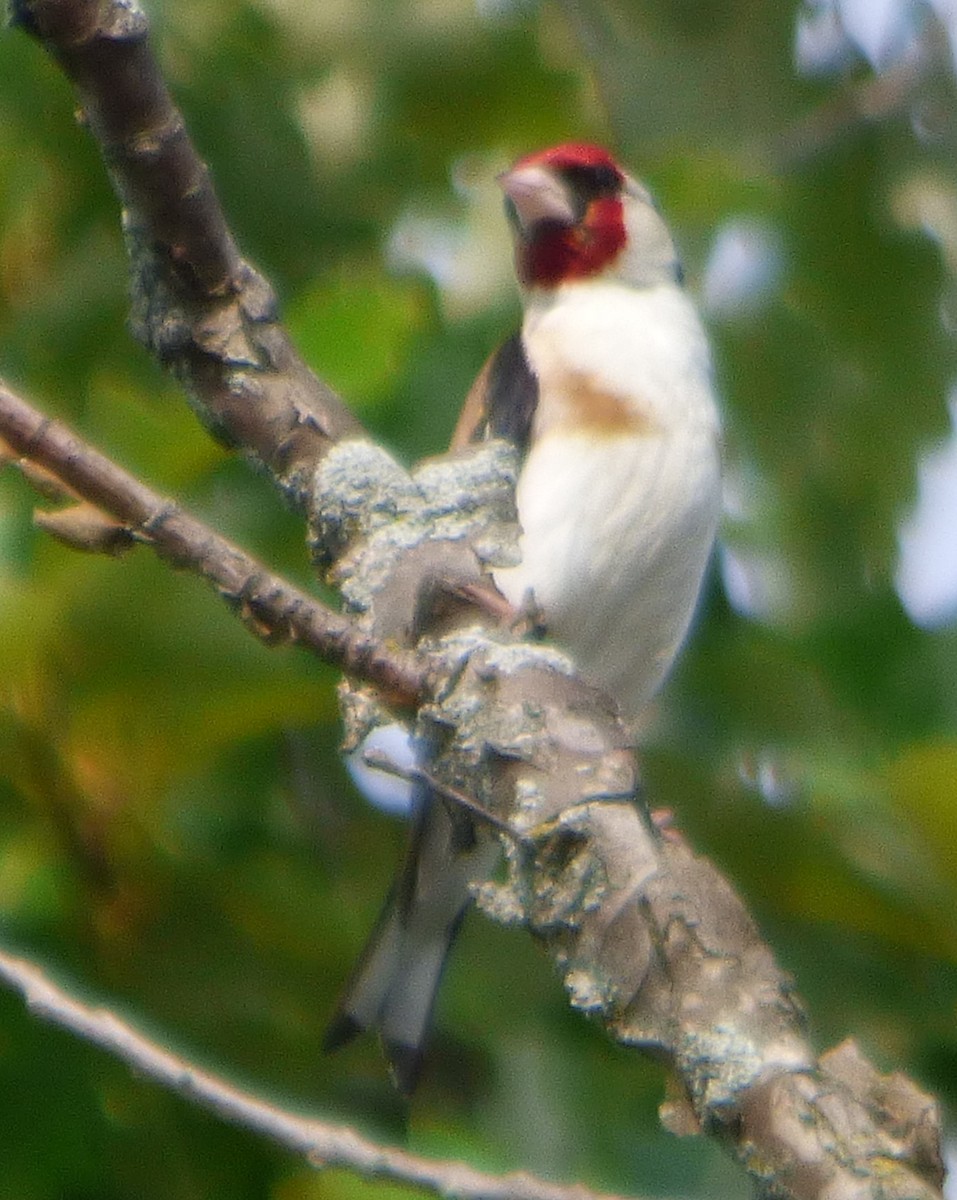 European Goldfinch - ML621473030