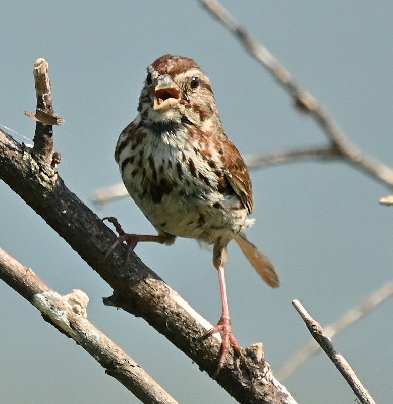 Song Sparrow - ML621473054