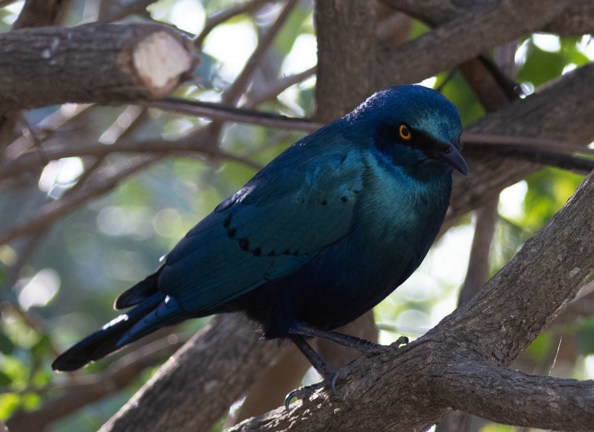 Greater Blue-eared Starling - ML621473102