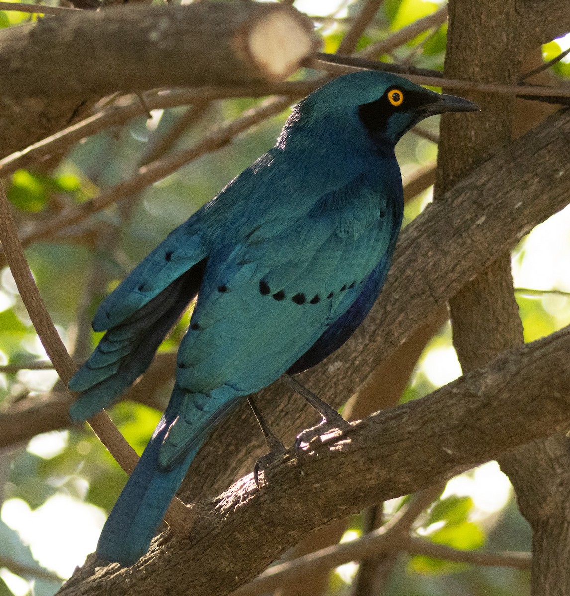 Greater Blue-eared Starling - ML621473103
