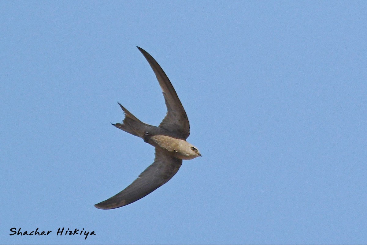 Pallid Swift - ML621473170