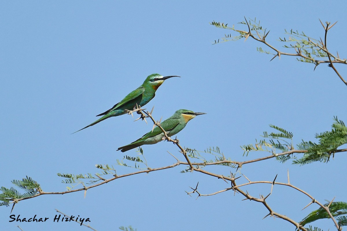 Blue-cheeked Bee-eater - ML621473173