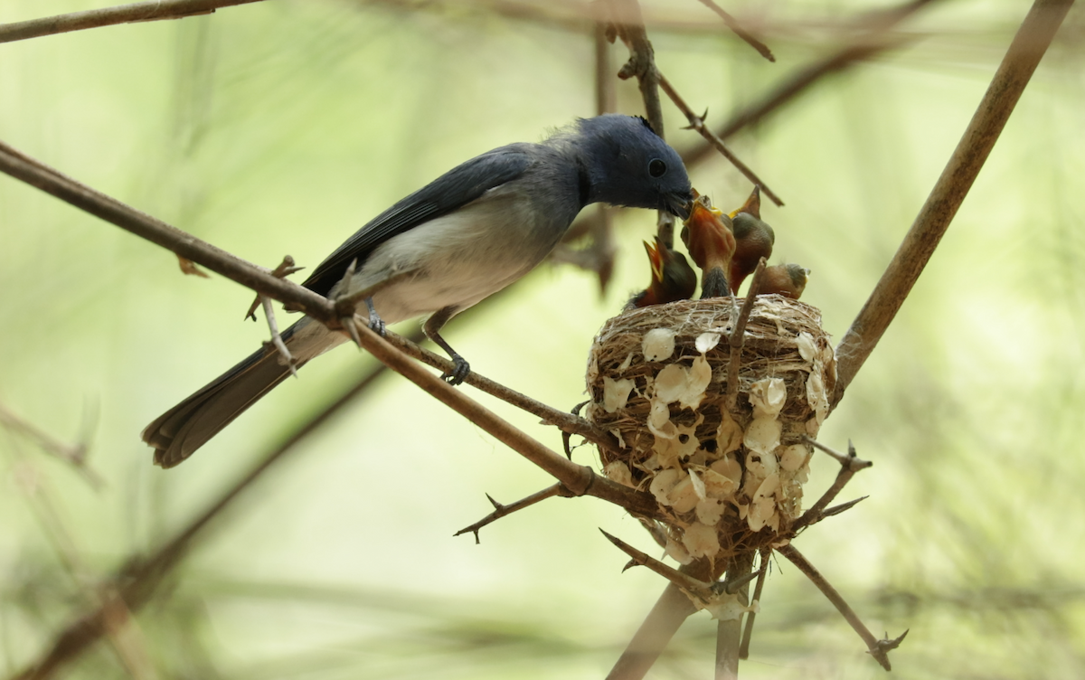 Black-naped Monarch - ML621473209