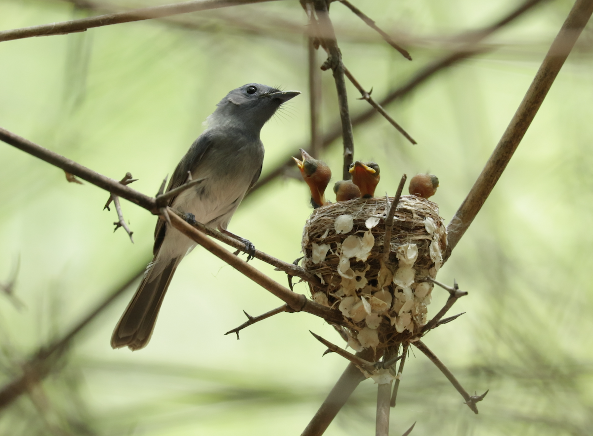 Black-naped Monarch - ML621473210