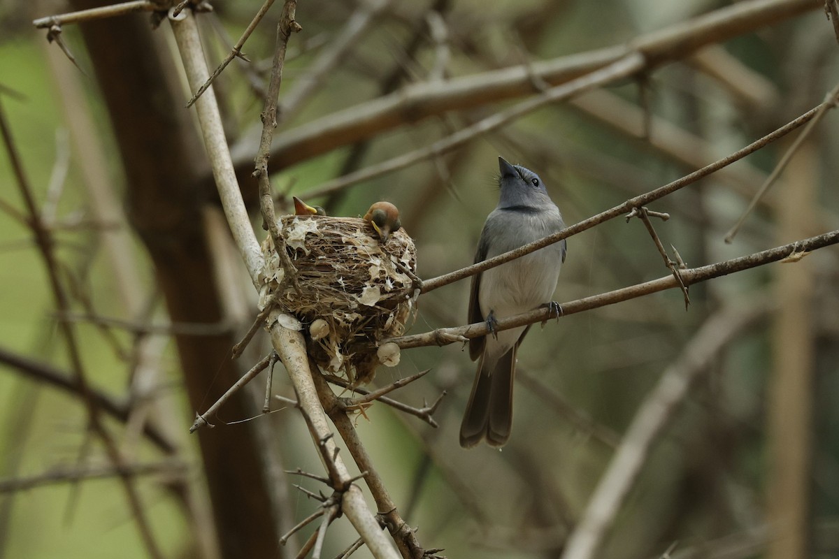 Black-naped Monarch - ML621473213