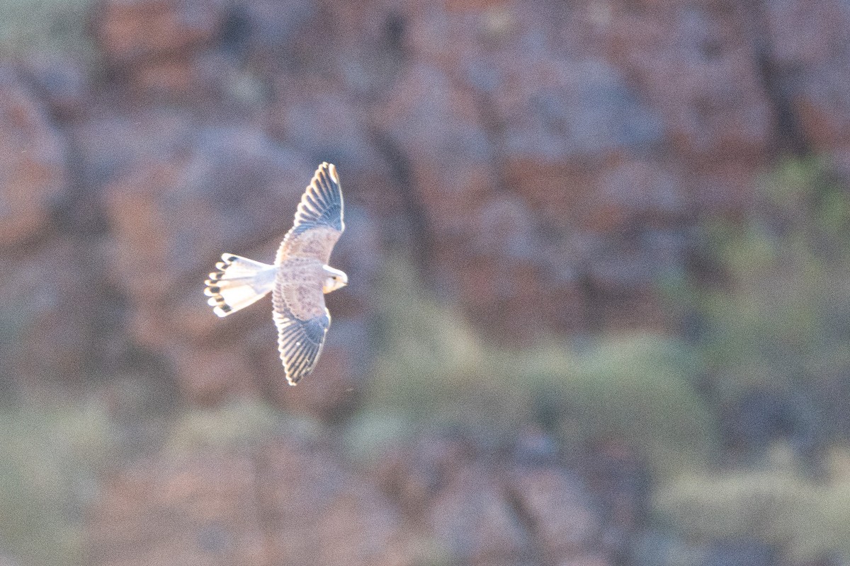 Nankeen Kestrel - Torsten Heikaus