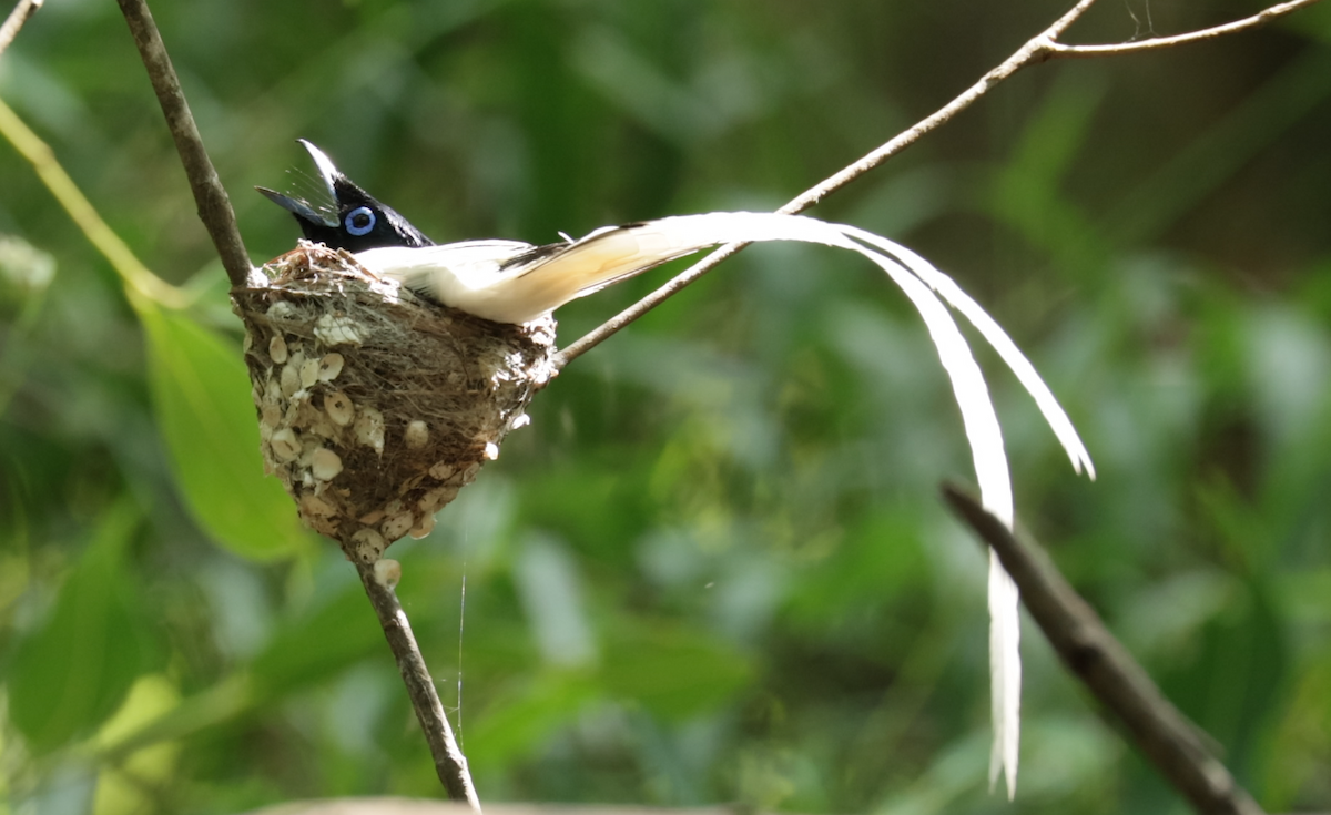 Indian Paradise-Flycatcher - ML621473267