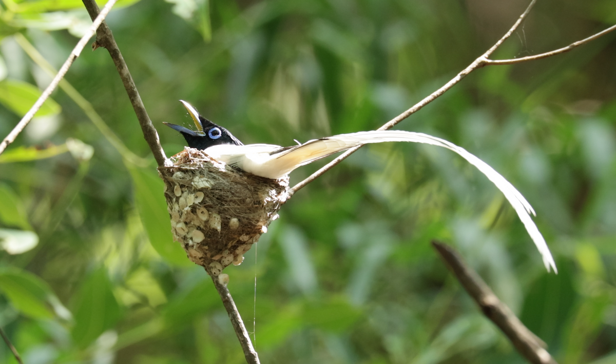 Indian Paradise-Flycatcher - ML621473268