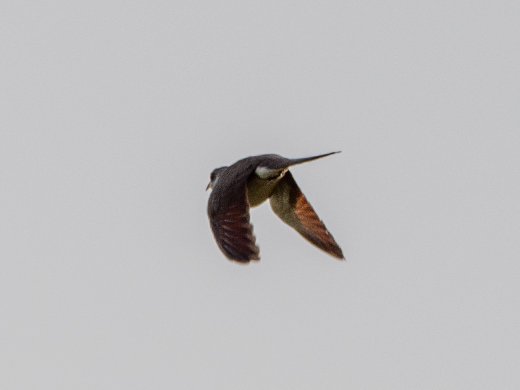 Yellow-billed Cuckoo - ML621473285