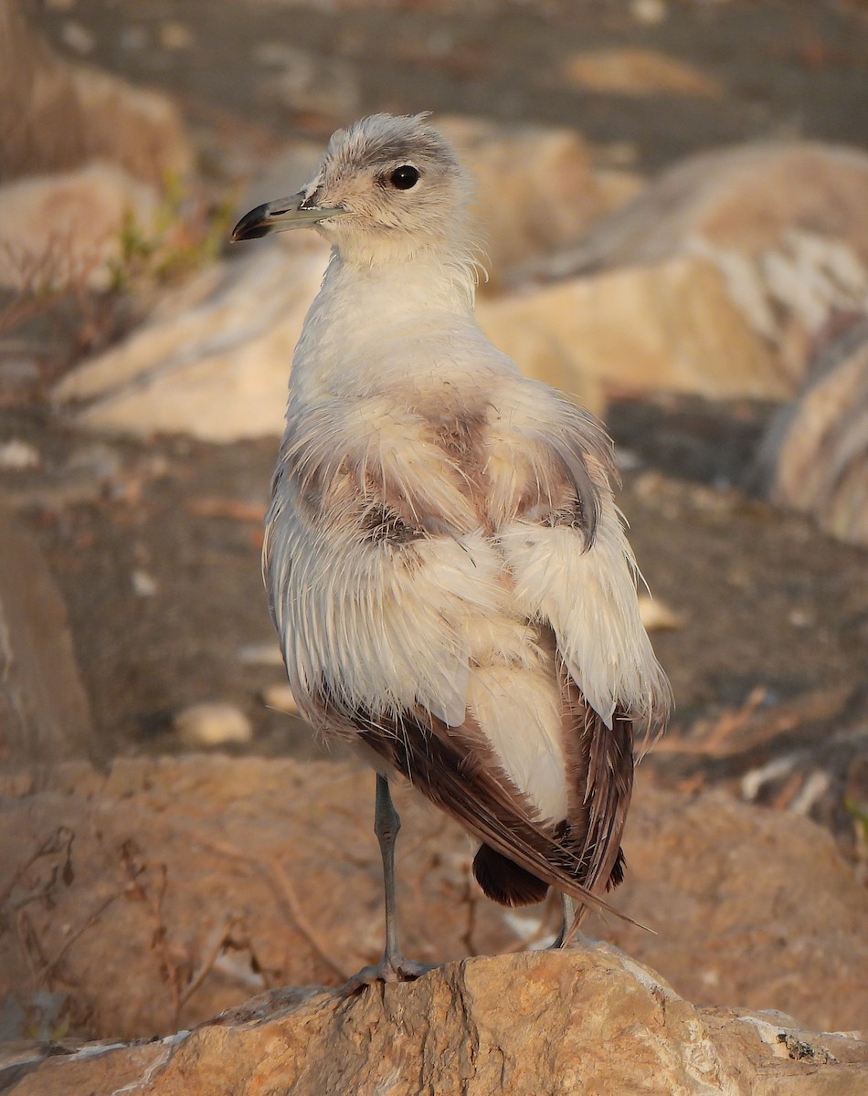 Common Gull - ML621473330