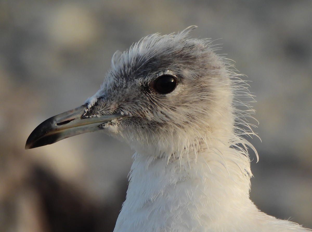 Common Gull - ML621473331