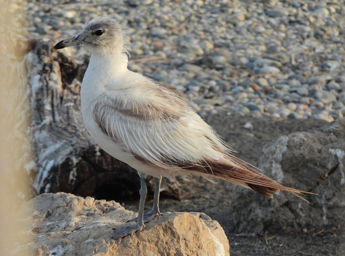 Common Gull - ML621473332