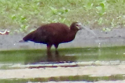 White-faced Ibis - ML621473377