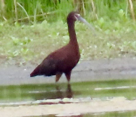 White-faced Ibis - ML621473378