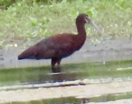 White-faced Ibis - ML621473379