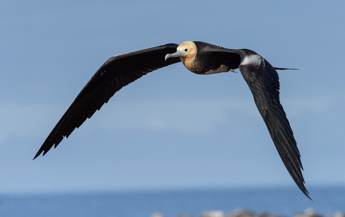 Great Frigatebird - ML621473380