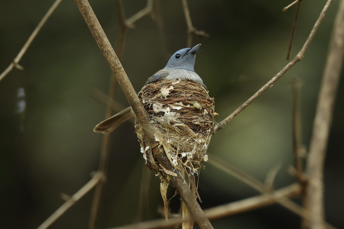 Black-naped Monarch - ML621473390