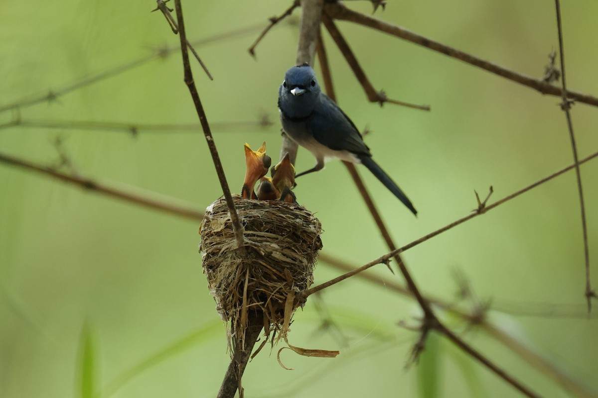 Black-naped Monarch - ML621473392