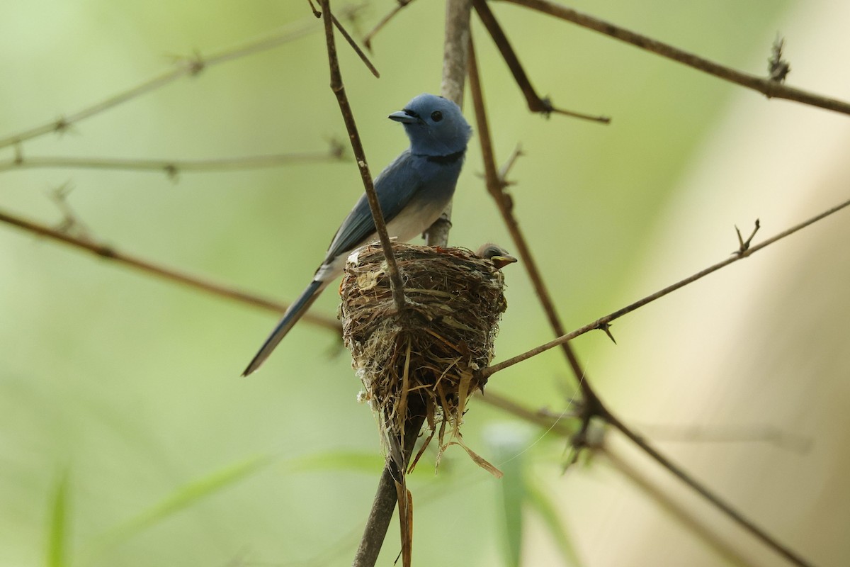 Black-naped Monarch - ML621473393