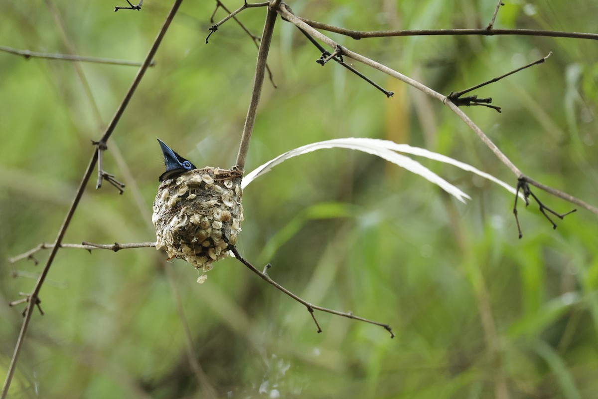 Indian Paradise-Flycatcher - ML621473400