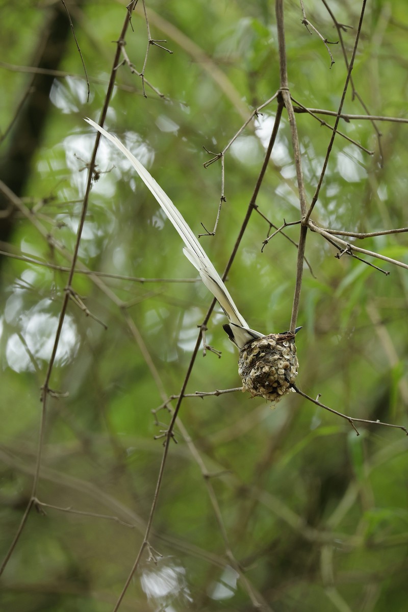 Indian Paradise-Flycatcher - ML621473401