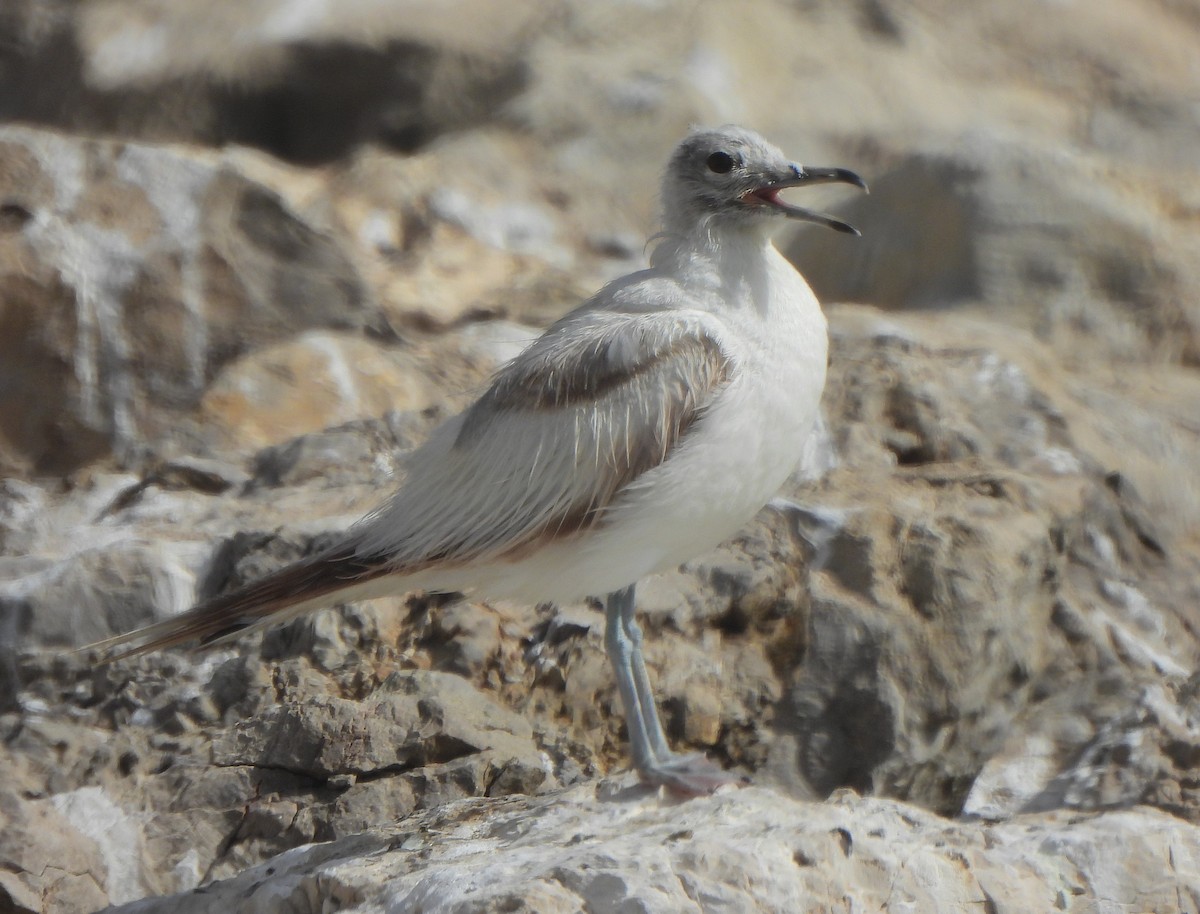 Common Gull - ML621473403