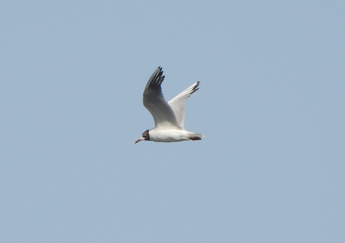 Black-headed Gull - Ignacio Barrionuevo