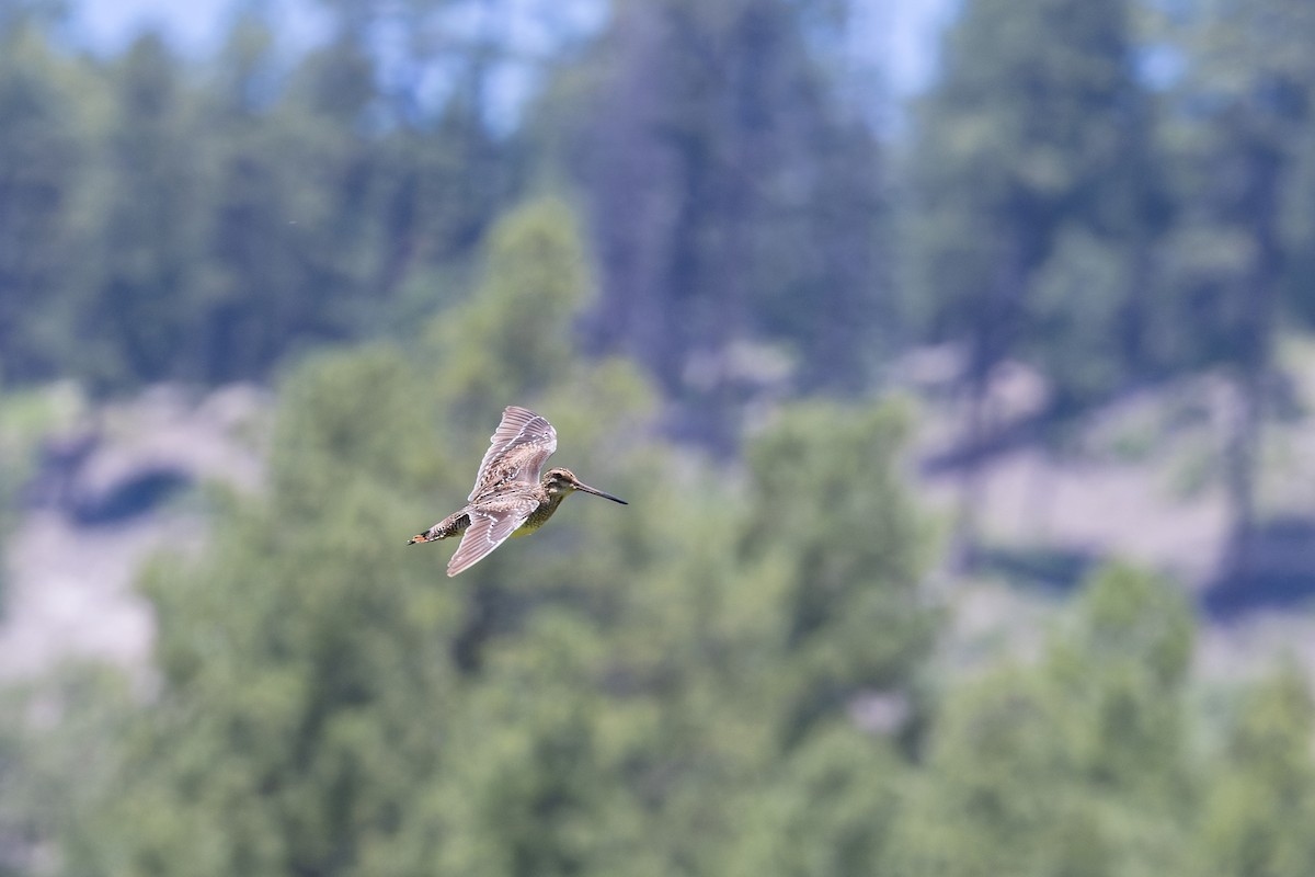 Wilson's Snipe - ML621473429